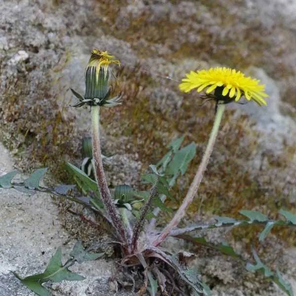 Russian Dandelion