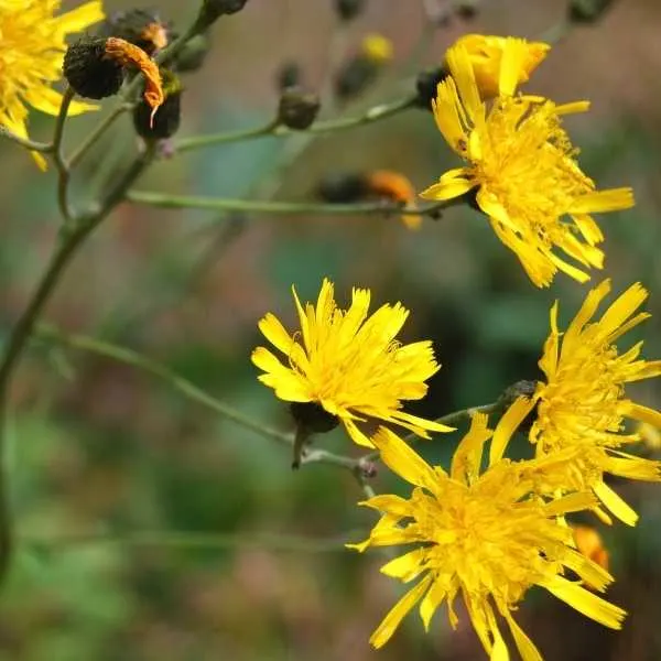 Smooth Hawksbeard