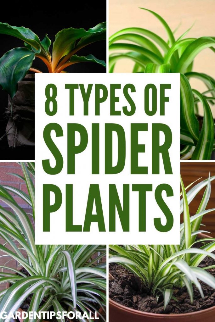 Spider plant varieties