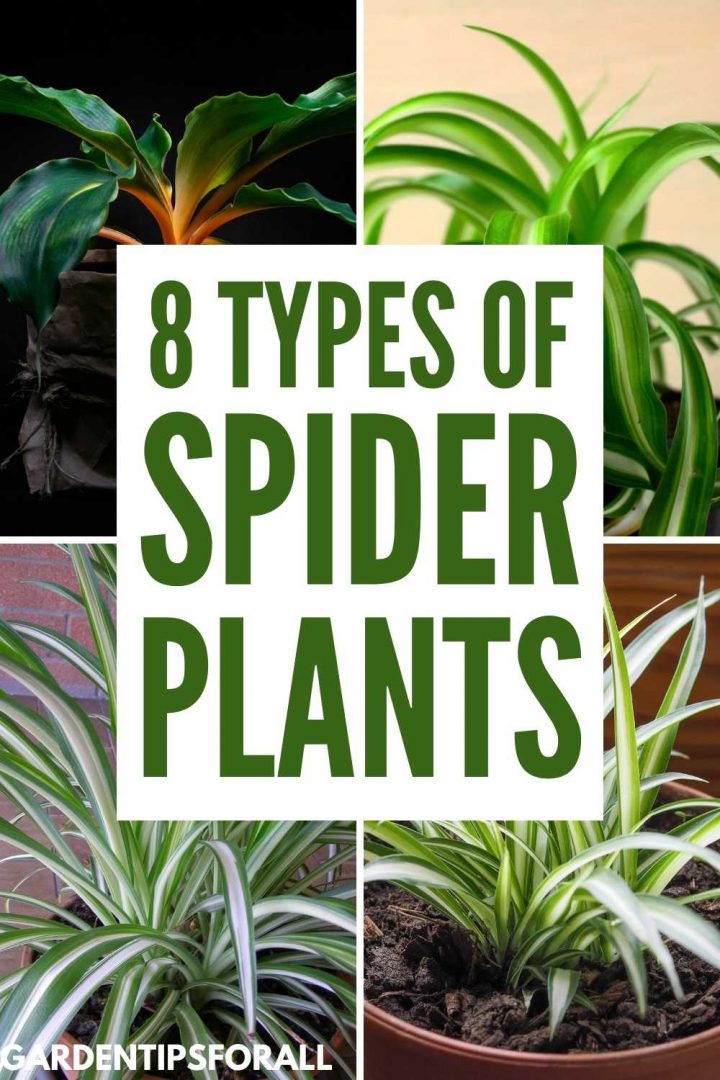 8 Different Types of Spider Plants with Pictures