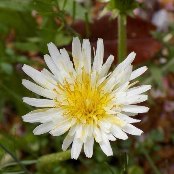 Taraxacum Albidum (White Dandelion)