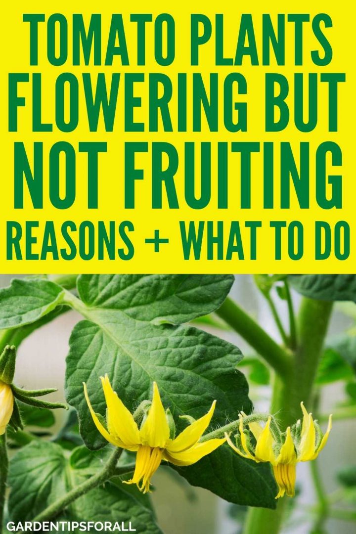 Tomato Plant Flowering But No Fruit 6 Reasons Why + What to Do