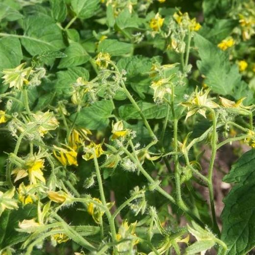 Tomato Plant Flowering But No Fruit 6 Reasons Why + What to Do