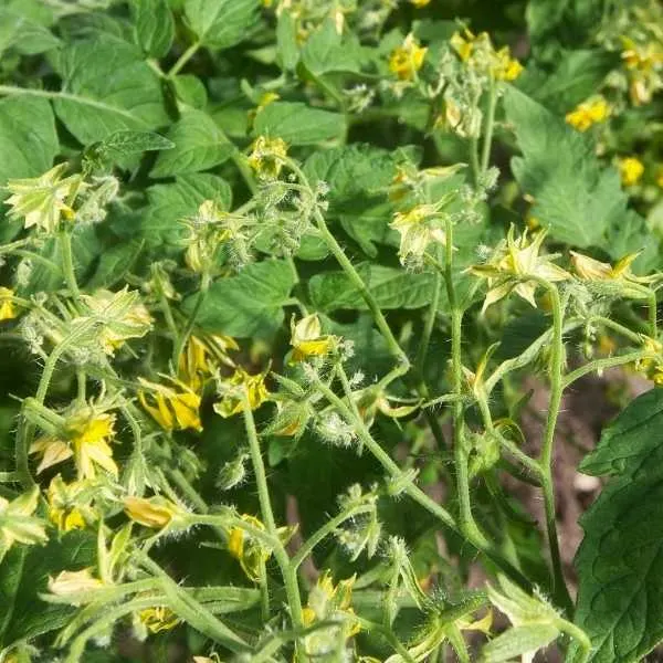 Tomato plants that have flowers but no fruit