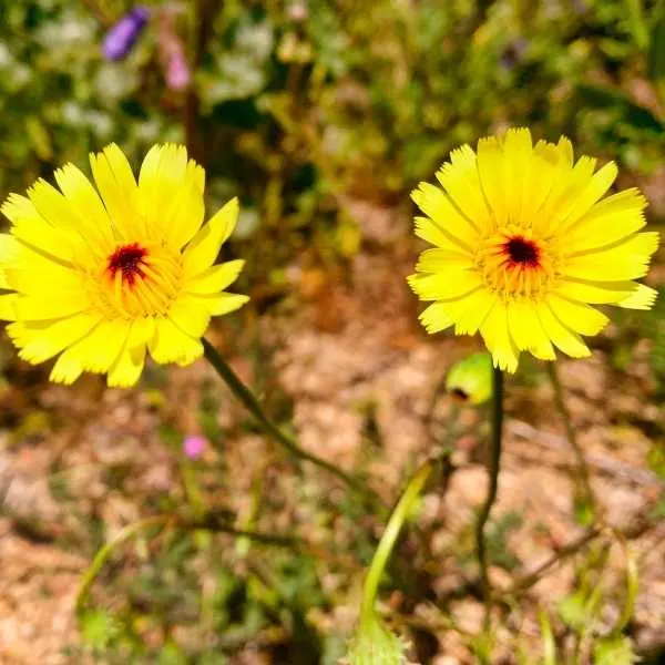 Yellow Desert Dandelion