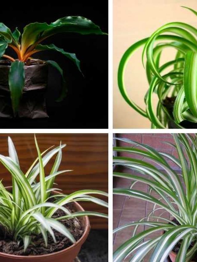 7 Spider Plant Varieties
