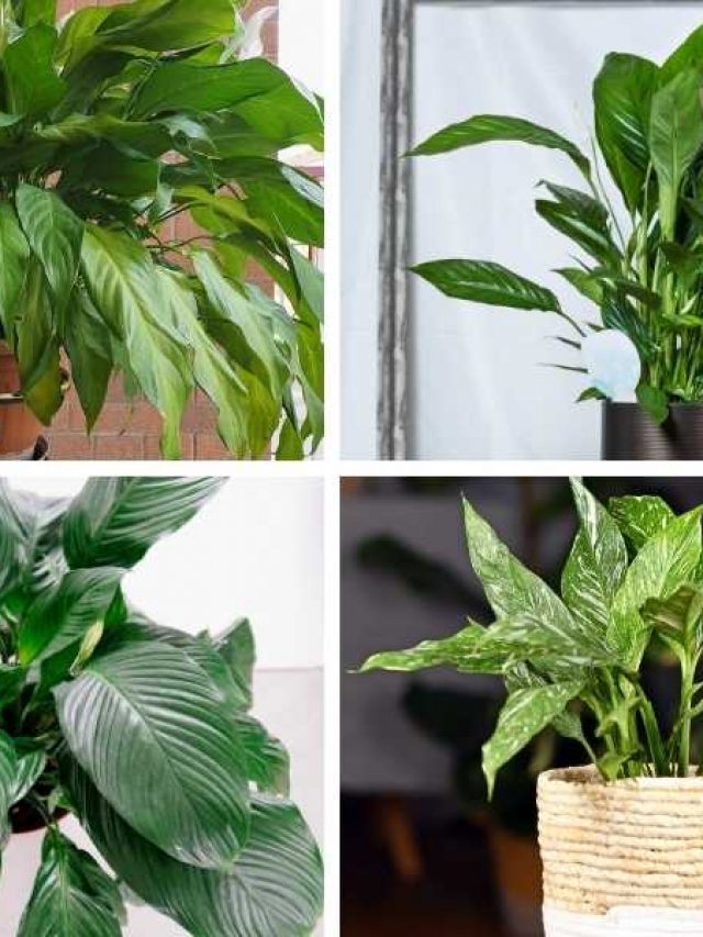 10 Different Types of Peace Lilies