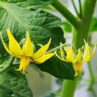 cropped-Tomato-plant-flowering-but-no-fruit.jpg