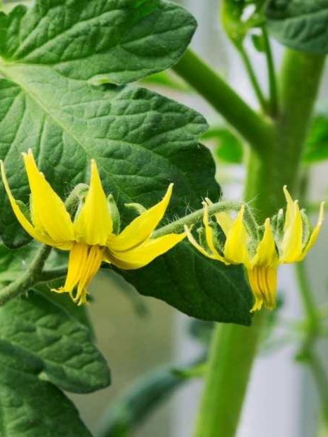 6 Reasons Your Tomato Plants Have Flowers But No Fruit