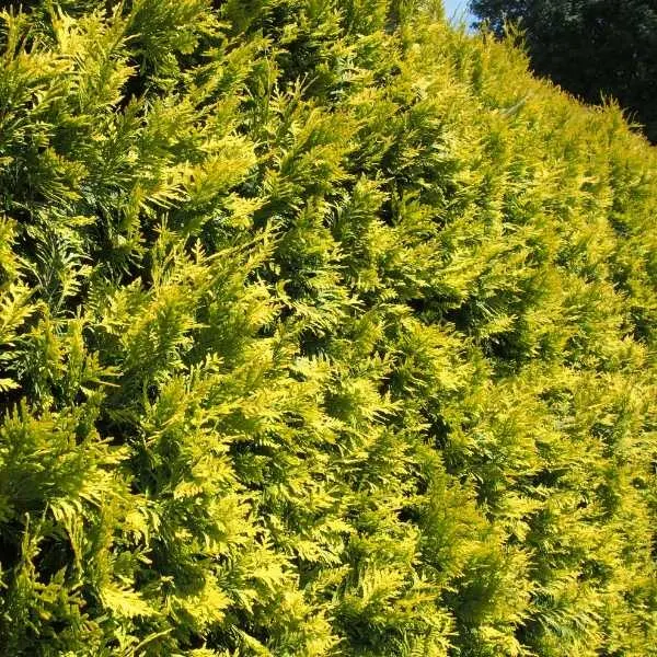 Arborvitae