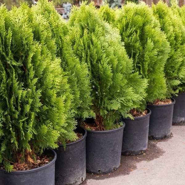 Arborvitae