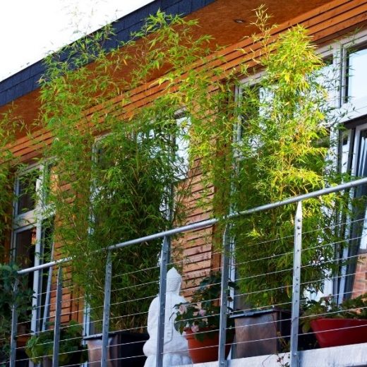 9 Best Balcony Plants for Privacy