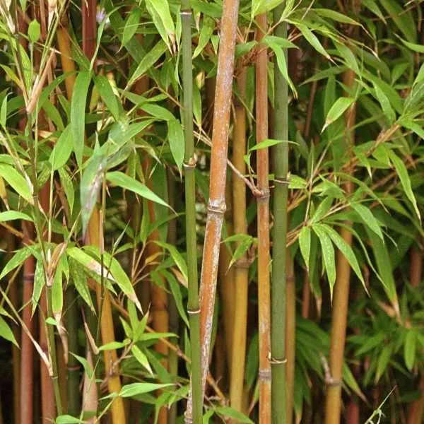 Bamboo