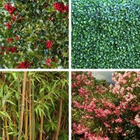 Best Hedges for Screening