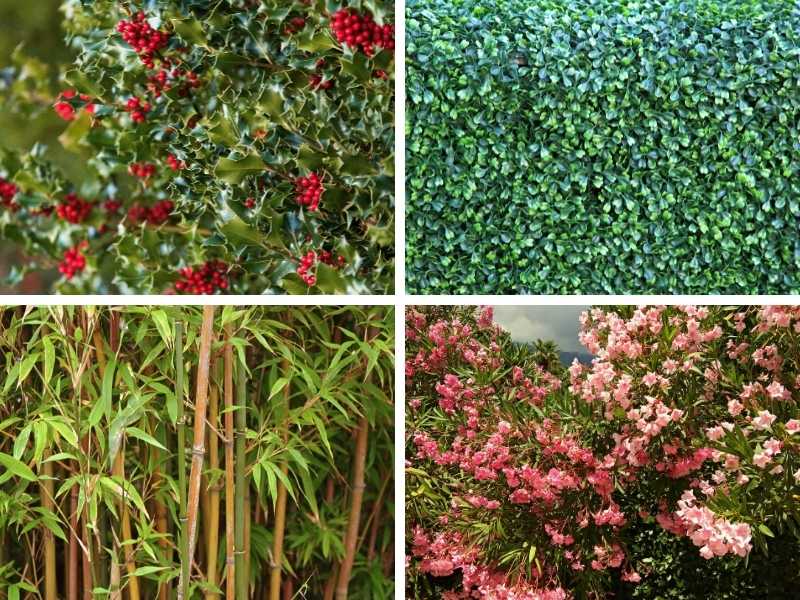 Best Hedges for Screening