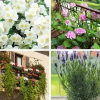 Best balcony plants for privacy