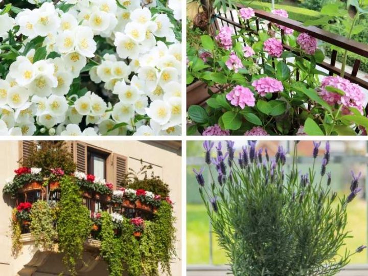 9 Best Balcony Plants for Privacy