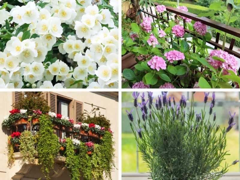 Best balcony plants for privacy