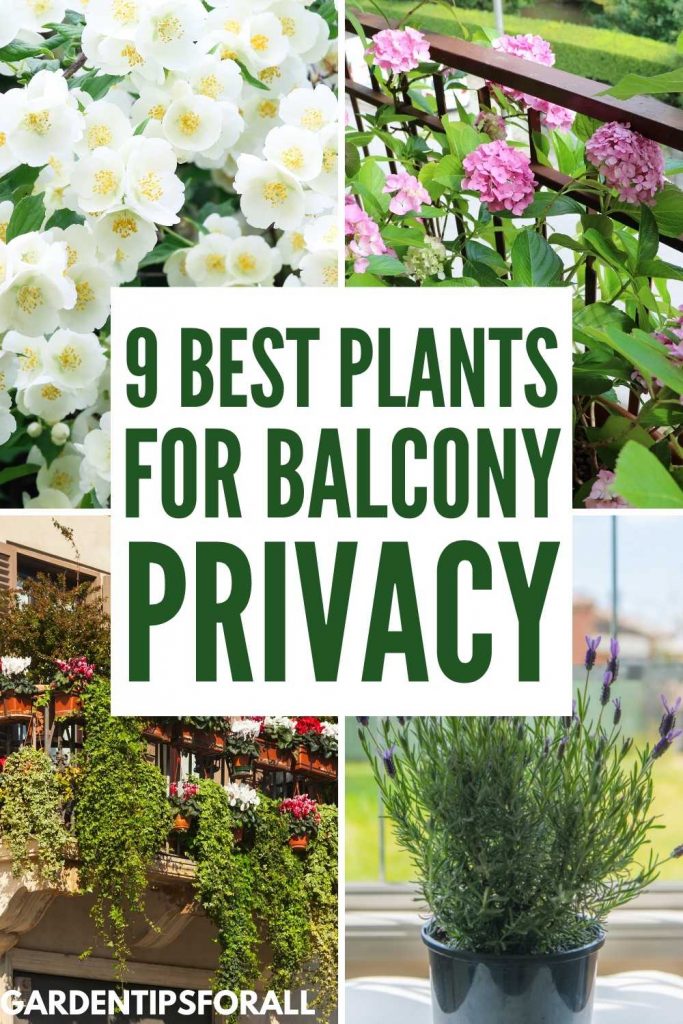 Best plants for balcony privacy