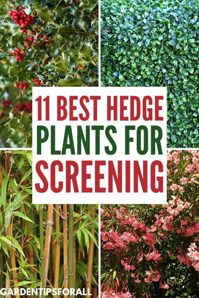 Best screening hedge plants