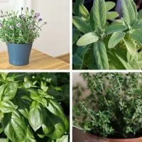 Best smelling herbs to grow indoors