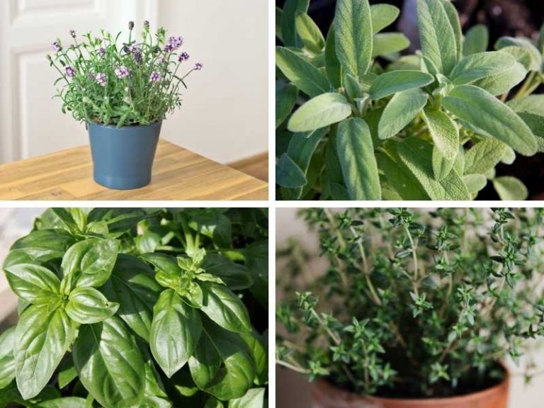 Best Smelling Herbs to Grow Indoors