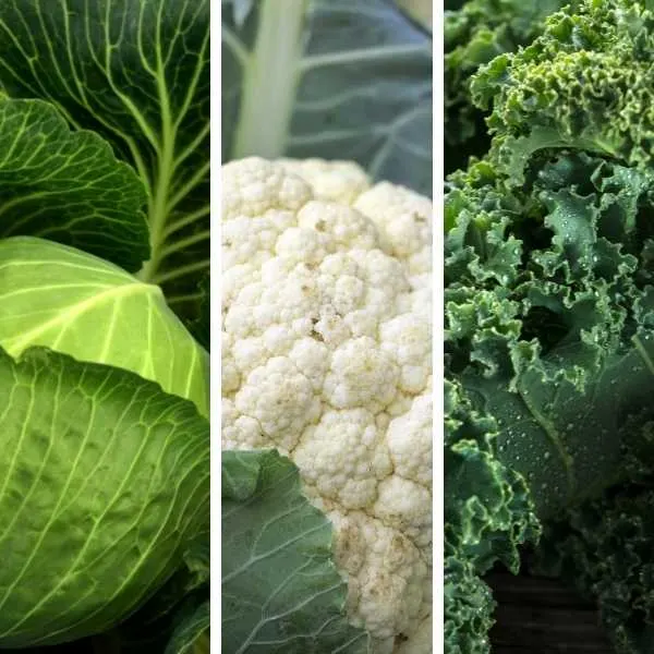 Cabbage, Cauliflower, Kale