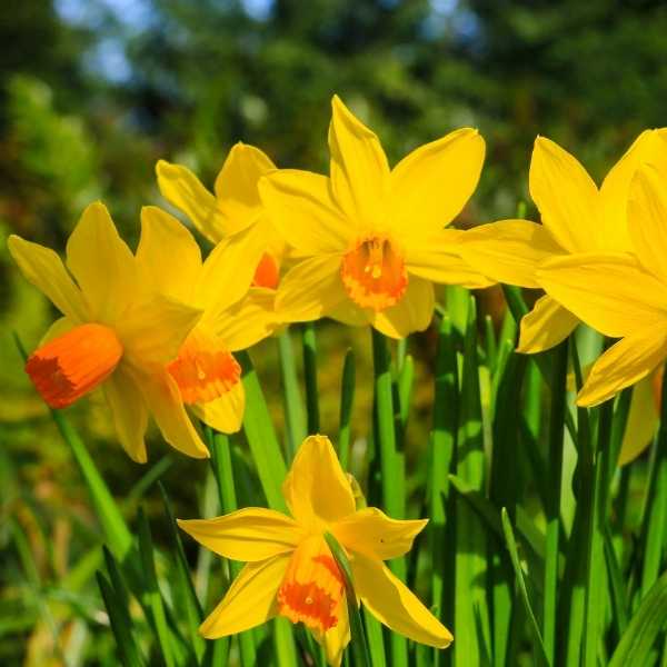 Daffodil Winter Flowering Bulbs