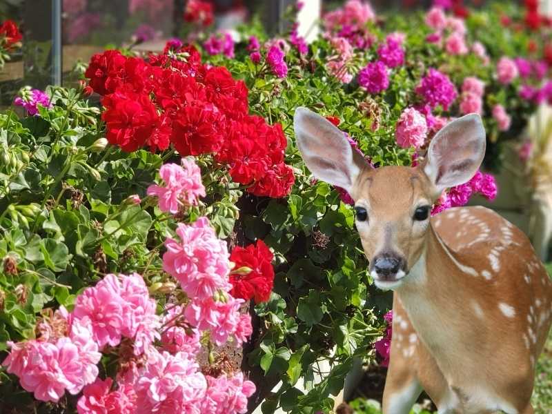 Geraniums and dear - Featured image for "Do deer eat geraniums" post.