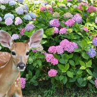 A deer near hydrangea shrubs - Featured image for 