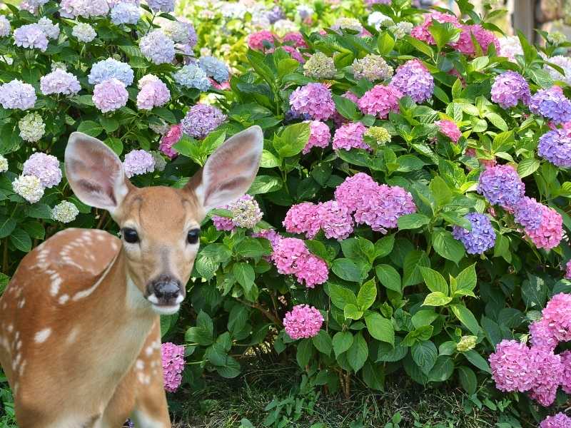 A deer near hydrangea shrubs - Featured image for "Do deer eat hydrangeas" post.