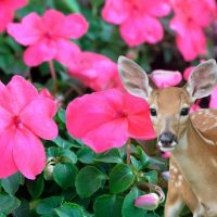 Impatiens and deer - Featured image for 