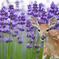 Lavender and deer - Featured image for the post, 