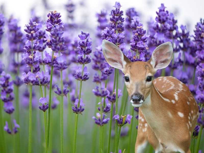 Lavender and deer - Featured image for the post, "Do deer eat lavender plants".