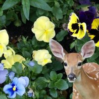 deer in front of pansy plants - Featured image for 