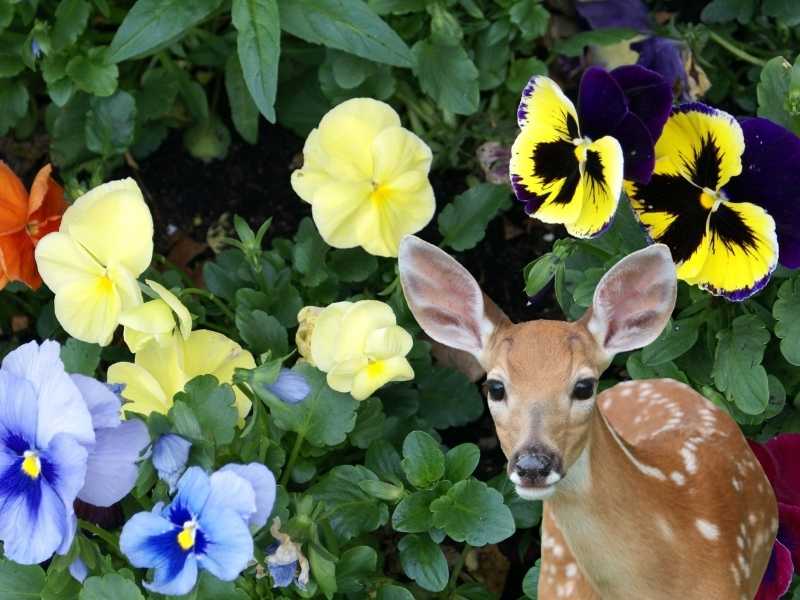deer in front of pansy plants - Featured image for "Do deer eat pansies"post.