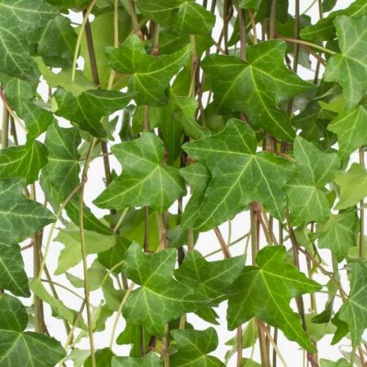 9 Best Balcony Plants for Privacy