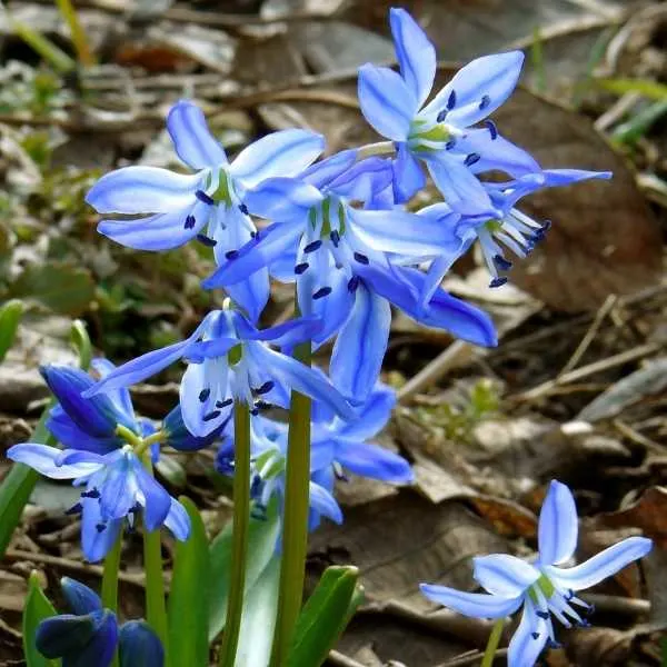 Forbes' Squill