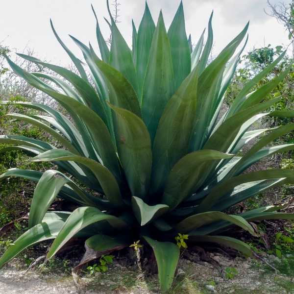 Giant Agave