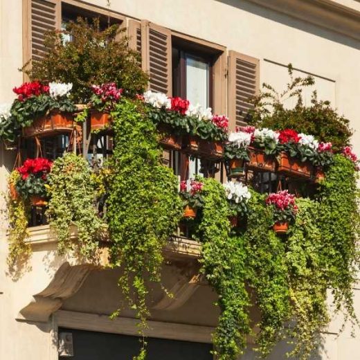 9 Best Balcony Plants for Privacy