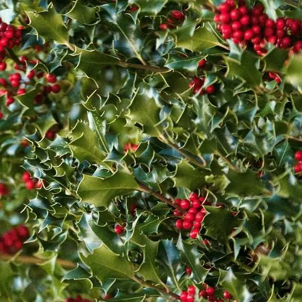 Holly Hedge plant