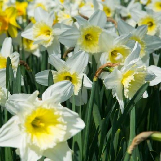 11 Winter Flowering Bulbs You Can Plant in the Fall (Autumn)