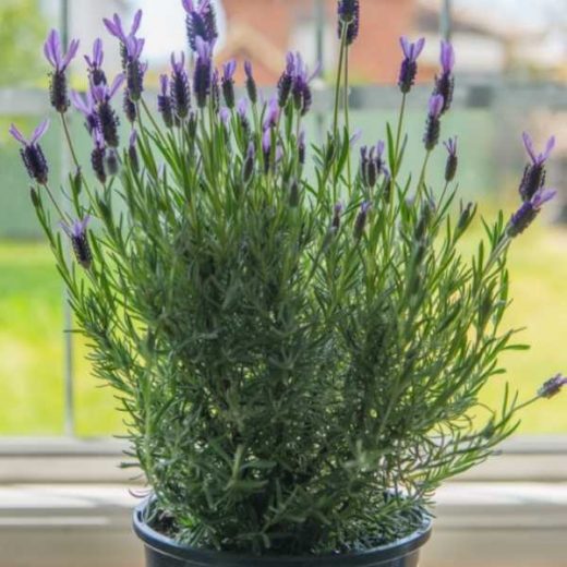 9 Best Balcony Plants for Privacy