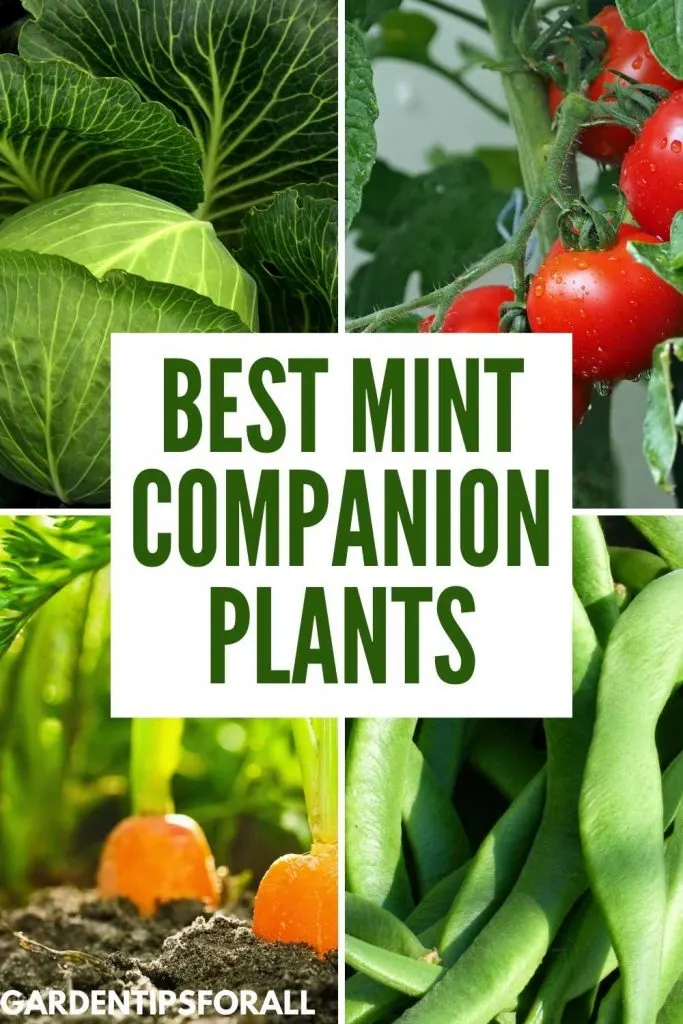 Mint companion plants