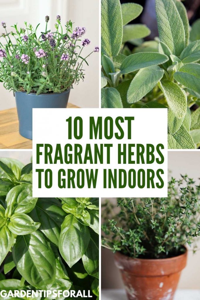 Most fragrant herbs to grow indoors