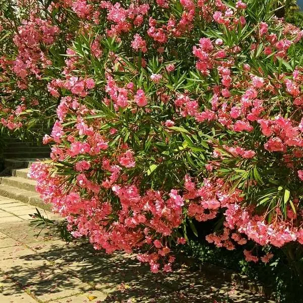 Oleander Screen Hedge