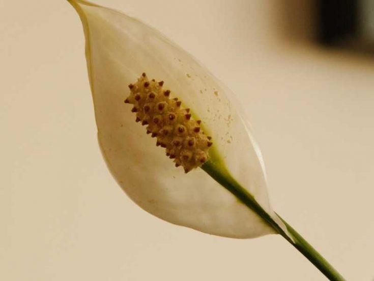 Peace Lily Flower Turning Brown 8 Reasons and Solutions
