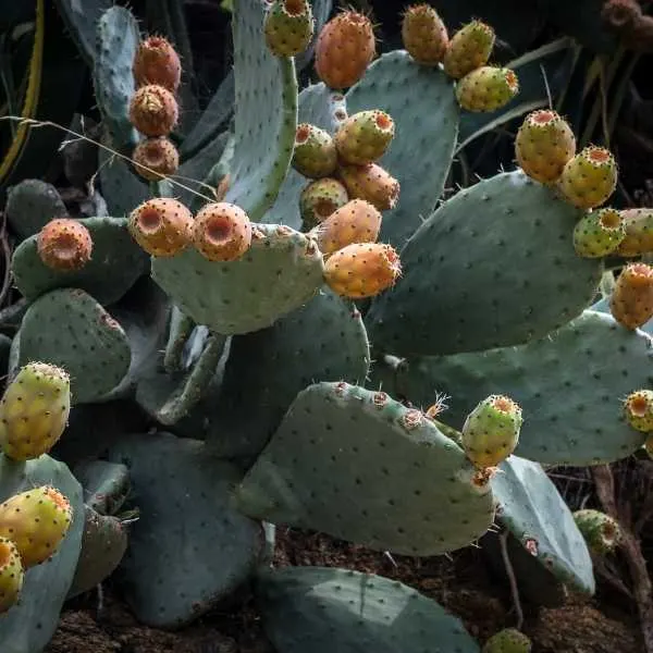 Prickly Pear Cactus