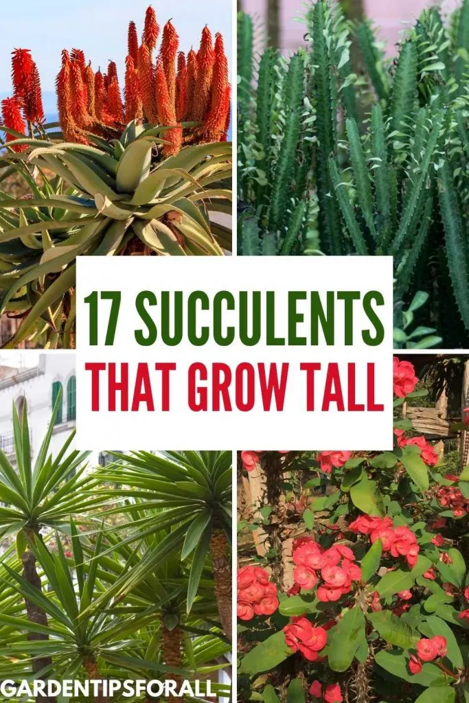 Succulents that grow tall