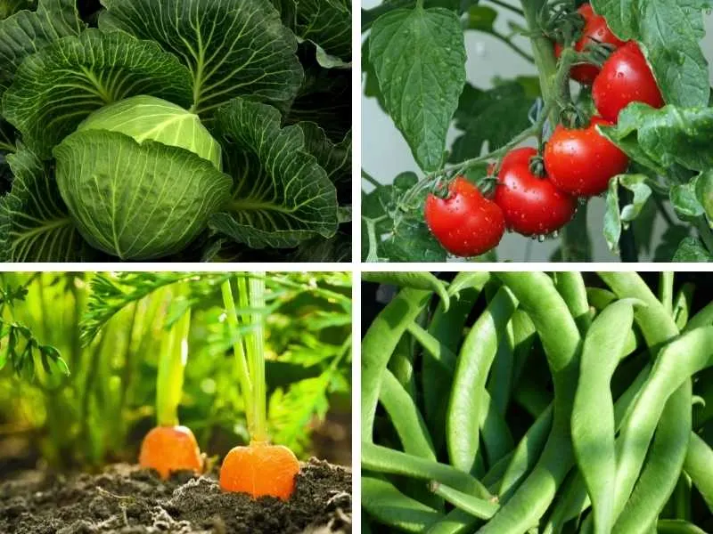 Cabbage, tomatoes, carrots, peas - Featured image for, "What to plant with mint" post.